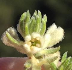 Phylica axillaris axillaris