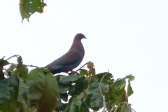 Patagioenas flavirostris