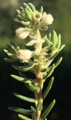 Phylica axillaris axillaris