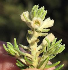 Phylica axillaris axillaris