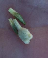 Phylica axillaris axillaris