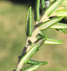 Phylica axillaris axillaris