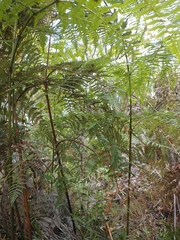 Pteridium arachnoideum