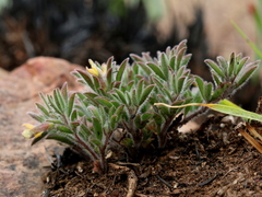 Leobordea divaricata