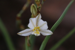 Chlorophytum fasciculatum