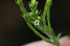 Thesium transvaalense