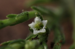 Thesium transvaalense