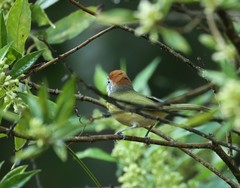Hylophilus poicilotis