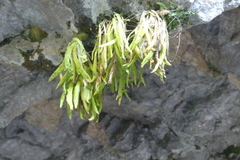 Pinguicula longifolia