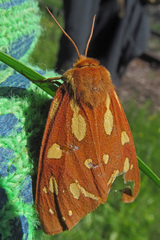 Arctia aulica