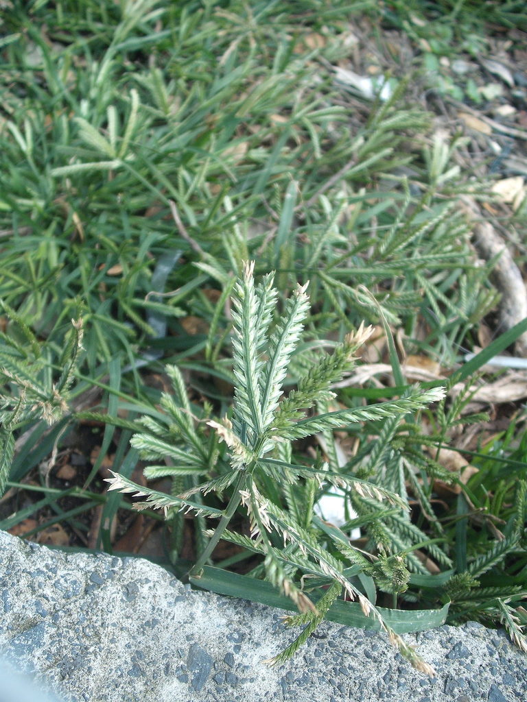 Goose Grass From Auckland Central On April 22 2018 By Stephen Thorpe goose-grass-from-auckland-central-on-april-22-2018-by-stephen-thorpe
