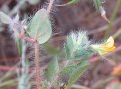 Lotus subbiflorus subbiflorus