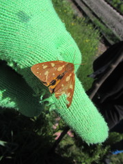 Arctia aulica