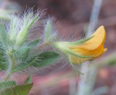 Lotus subbiflorus subbiflorus
