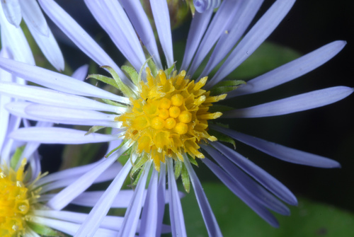 purplestem aster (Symphyotrichum puniceum)