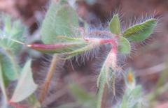 Lotus subbiflorus subbiflorus