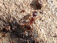 Aphaenogaster fulva