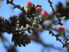 Larix sibirica