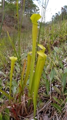 Sarracenia