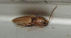 Cardiophorinae