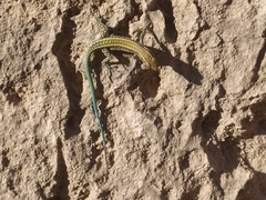 Anatololacerta pelasgiana