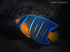 Holacanthus bermudensis