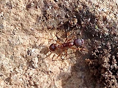 Aphaenogaster fulva