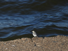 Motacilla alba
