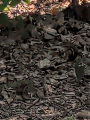 Tamias striatus