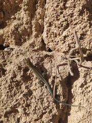 Anatololacerta pelasgiana