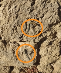 Anatololacerta pelasgiana