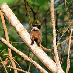 Saguinus imperator imperator