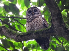 Strix fulvescens