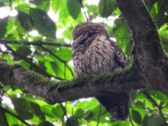 Strix fulvescens