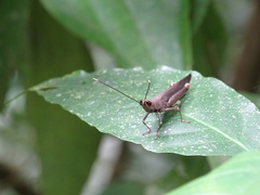Copiocera