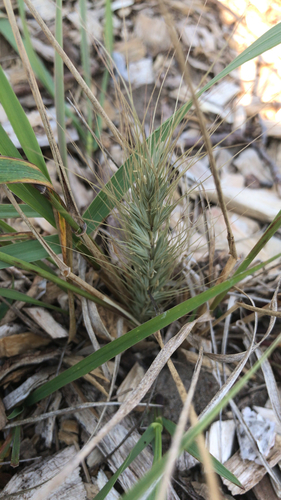 photo of Canada Wild Rye (Elymus canadensis)