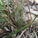 photo of Canada Wild Rye (Elymus canadensis)