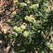 photo of Virginia Mountain Mint (Pycnanthemum virginianum)