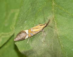 Alabonia staintoniella