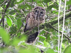 Strix fulvescens