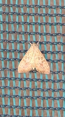 Lepidoptera
