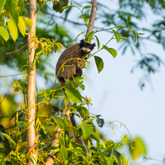 Saguinus imperator imperator