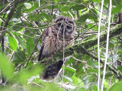 Strix fulvescens