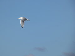 Larus argentatus