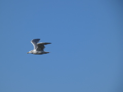Larus argentatus