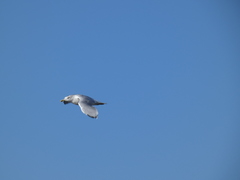 Larus argentatus