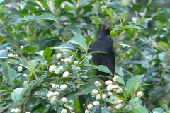 Turdus infuscatus