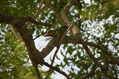 Psilopogon zeylanicus