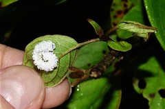 Macremphytus testaceus