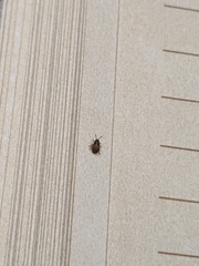 Nysius raphanus